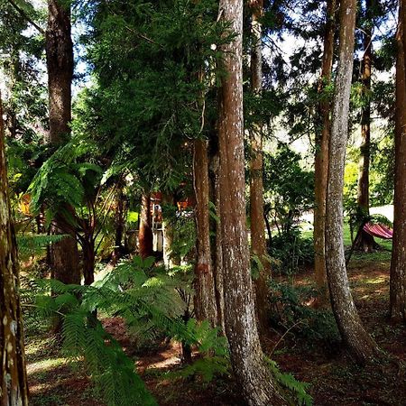 Chalet Des Plaines La Plaine des Palmistes Εξωτερικό φωτογραφία